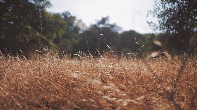 Simple Herbal Remedies for Stress