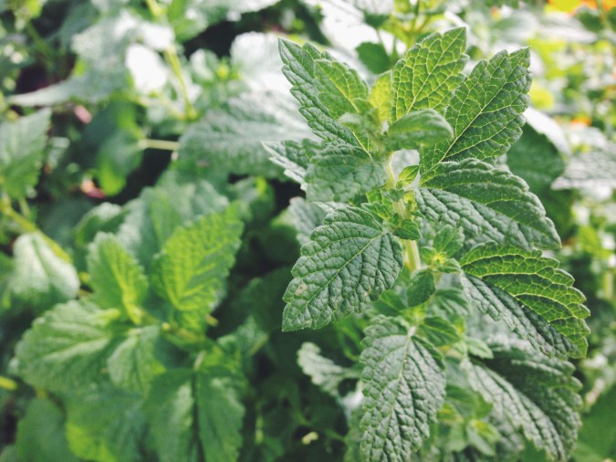 Simple Herbal Remedies for Stress